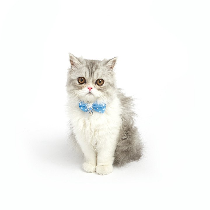 Cat Bow Tie Collar | Meowingtons