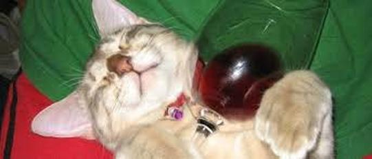 Cat Wine
